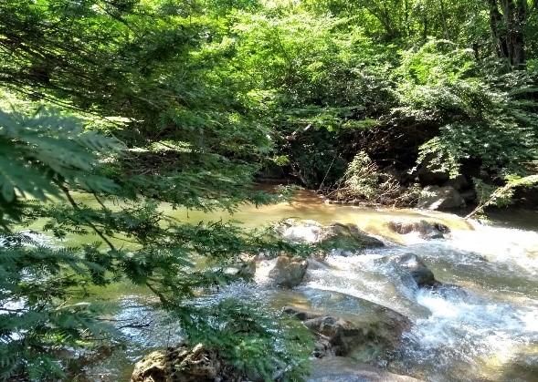 This part of Bruno Creek has not been diverted, and the Wayuu people are defending it. They do not want the Cerrejón mine to destroy the water network that sustains life in order to mine coal. Source: Astrid Ulloa, September 2018.