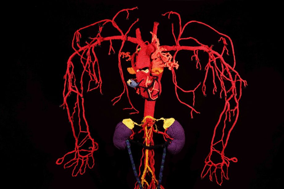 Arteries (2016–2022) including heart and kidneys